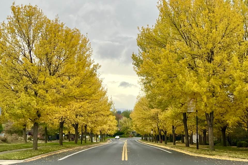 Fall Color in Bend